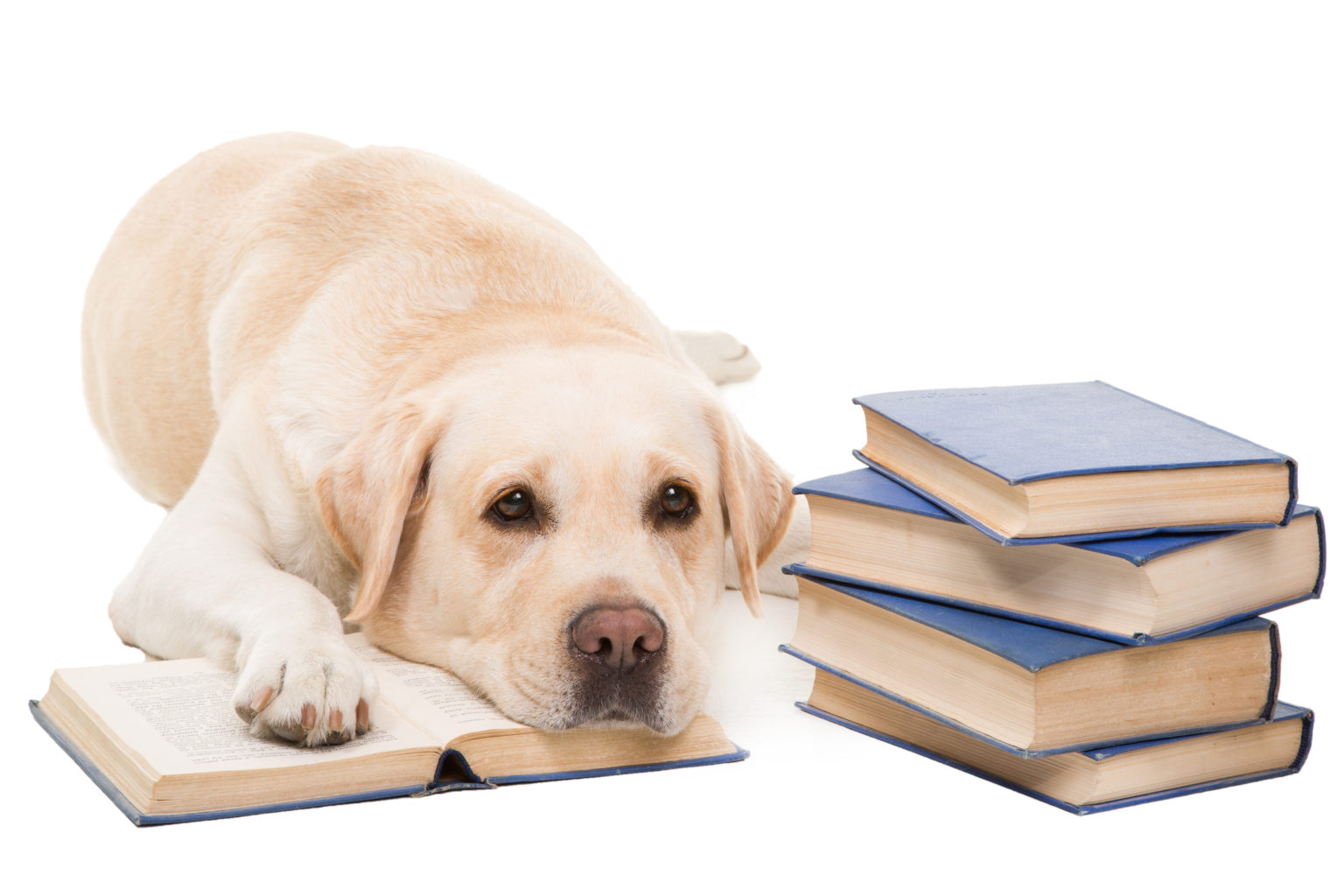 Собака читает книгу картинки